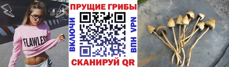 Псилоцибиновые грибы мицелий Рыбинск